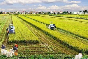  Nông nghiệp Việt Nam 2024: Vững vàng trụ đỡ, hướng đến phát triển bền vững