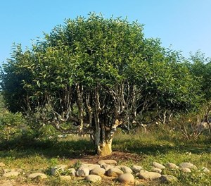 Chè Suối Giàng: Báu vật thiên nhiên của núi rừng Tây Bắc