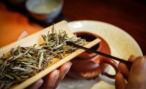 Bạch Hào Ngân Châm: "Mỹ nhân trong các danh trà"