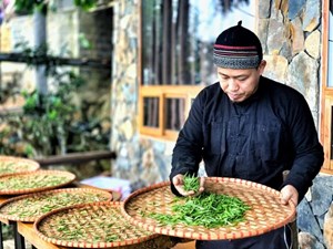 Cây chè cổ thụ Việt Nam: Di sản xanh giữa mây ngàn