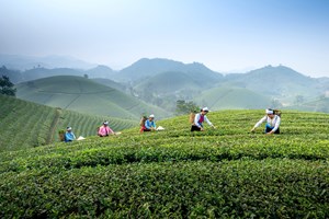 Xuất khẩu chè Việt Nam sang Hoa Kỳ tăng trưởng mạnh mẽ