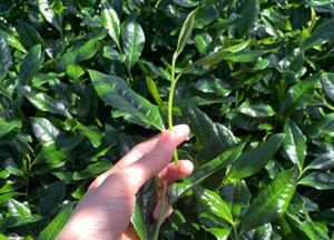 Khám phá sự kỳ diệu của trà xanh Thái Nguyên