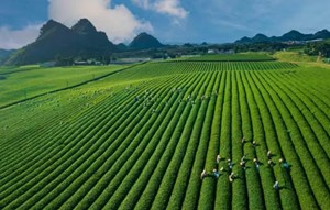 Phi-líp-pin: Điểm sáng mới cho xuất khẩu chè Việt năm 2026