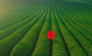 Đồi chè Mộc Châu vào xuân: Khi sắc xanh trở thành điểm hẹn