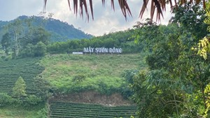 Khám phá "Mây Sườn Đông" - Vẻ đẹp hùng vĩ của Thanh trà Tam Đảo