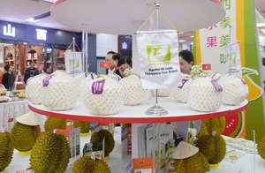 Việt Nam vào top 5 xuất khẩu dừa toàn cầu, Trung Quốc tăng mua mạnh