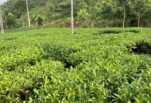 HTX Chè Khe Năm: Xây dựng thương hiệu chè sạch từ vùng đồi Hưng Khánh