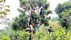 Bản sắc là sức mạnh: Trà Việt và cuộc tái định vị trên thị trường quốc tế 