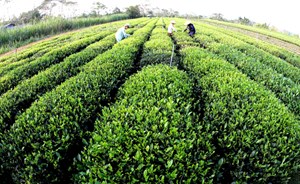 Xuân trên đồi chè Thái Nguyên: Khát vọng “cây tỷ đô” bắt đầu từ búp non