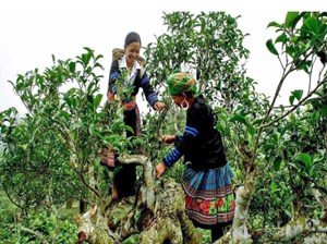 Từ đặc sản vùng cao đến động lực tái cơ cấu nông nghiệp Lào Cai