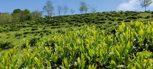 Thị trường trà hữu cơ: Xu hướng tăng trưởng mạnh mẽ và cơ hội tại Việt Nam