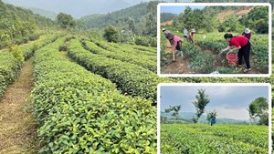 Giữ màu xanh nương chè: Người trồng chè Bảo Yên kiên định với nghề