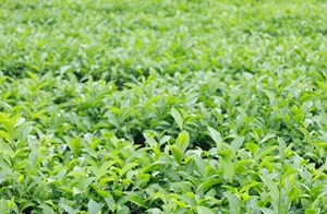 Vì sao người yêu trà luôn mong đợi lứa trà xuân đầu tiên?