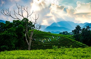 Hệ thống truy xuất toàn quốc: Cơ hội và thách thức với doanh nghiệp chè