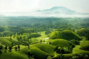 Những mầm chè tương lai: Bước chuyển mình của chè Việt