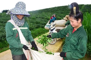 Vụ xuân 2026: Khi “mùa vàng” đánh thức những đồi chè Việt