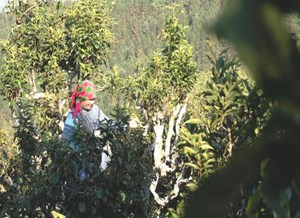 Lào Cai chuẩn hóa chuỗi giá trị chè Shan Tuyết