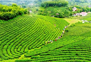 Khám phá 4 mùa thu hoạch của trà Thái Nguyên