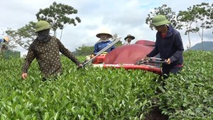 Liên Sơn: Khi cây chè trở thành trụ cột phát triển kinh tế nông thôn