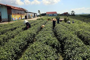 Khai thác lợi thế ven biển, nâng tầm thương hiệu chè Đường Hoa