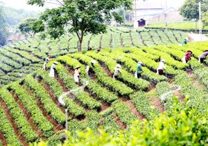 Chè Việt 2026: Tái định vị trong chuỗi cung ứng toàn cầu xanh