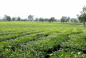 Vùng chè tập trung: Động lực mới cho kinh tế nông thôn Phú Thọ