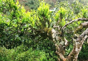 Trà xuân: Khám phá sự tinh túy của mùa xuân Việt Nam