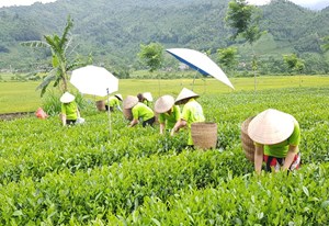 Thái Nguyên trồng mới, trồng lại gần 400ha chè trong năm 2026