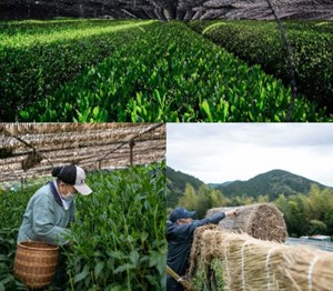 Oishita Saibai – Kỹ thuật trồng trà dưới bóng râm làm nên danh tiếng Matcha