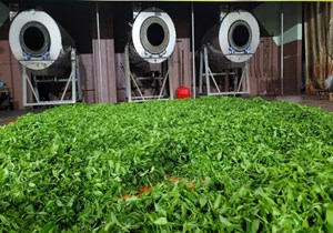 Biến động địa chính trị và bài toán thích ứng của ngành chè Việt