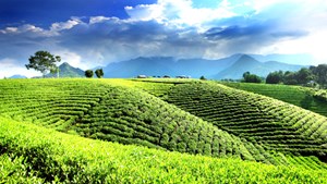 Khi giá xăng dầu biến động: Ngành chè Việt bị tác động ra sao?