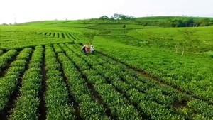 Chính sách năng lượng: Đòn bẩy giảm chi phí logistics cho ngành chè