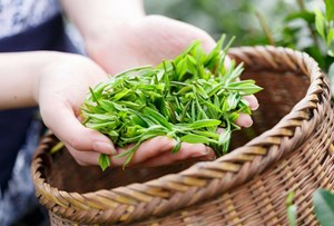 Búp chè 1 tôm 2 lá: Nghệ thuật hái chè và bí quyết tạo nên hương vị thượng hạng