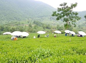 Số hóa chuỗi giá trị: Hướng đi tất yếu của ngành chè Việt Nam