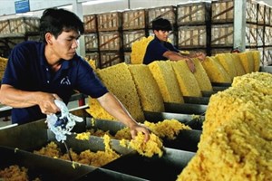 Xuất khẩu cao su của Việt Nam ước đạt khoảng 150 nghìn tấn trong tháng 2/2023