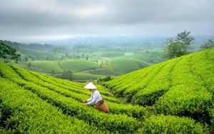 Chặng đường khẳng định vị thế của ngành chè Việt Nam trên thị trường quốc tế