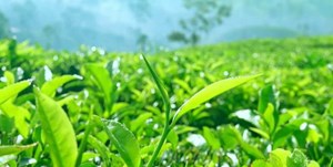 Chè Việt Nam trên thị trường Anh Quốc: Dấu ấn tăng trưởng và tiềm năng rộng mở