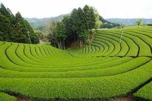 Cây trà ngủ đông – Bí mật đằng sau sự tích lũy dinh dưỡng cho matcha cao cấp