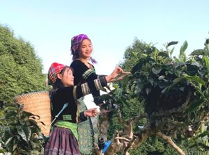 Búp trà phủ tuyết: Bí mật tạo nên hương vị trà Shan tuyết cổ thụ