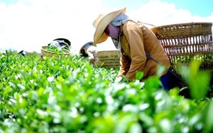 Đón sóng thị trường Hoa Kỳ: Chìa khóa nâng cao giá trị chè Việt