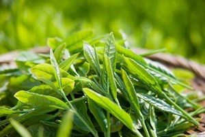 Bản đồ xuất khẩu chè Việt 2026: Sự dịch chuyển của những thị trường mới