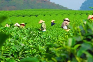 Xuất khẩu chè Việt Nam đầu năm 2025: Dấu hiệu chững lại và những chuyển biến thị trường