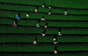 Xây dựng hệ sinh thái sản xuất – bán lẻ – tiêu dùng cho chè Việt