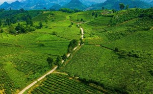 Hơn 2.600 ha chè tạo động lực phát triển nông nghiệp Bản Lầu