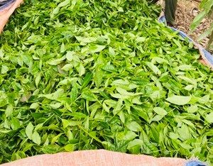 Rộn ràng mùa thu hoạch chè Xuân ở Nậm Chảy