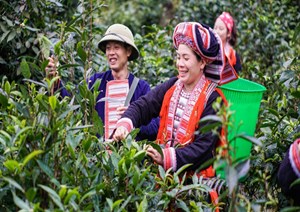 Cây chè Xuân Minh: Động lực phát triển kinh tế và giảm nghèo bền vững