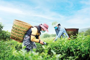 Ngành chè Việt trước làn sóng matcha: Thách thức và cơ hội