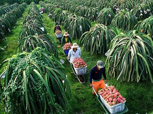 Cảnh báo tình trạng mạo danh mã số vùng trồng, Bộ Nông nghiệp ra chỉ thị khẩn