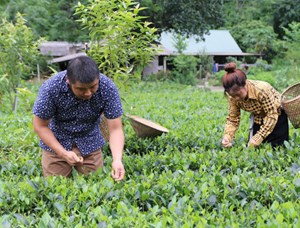 Phú Lương: Phấn đấu năm 2030 sản lượng chè búp tươi đạt trên 51.000 tấn