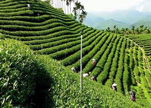 Thị trường trà Việt Nam: Cơ hội và thách thức cần vượt qua